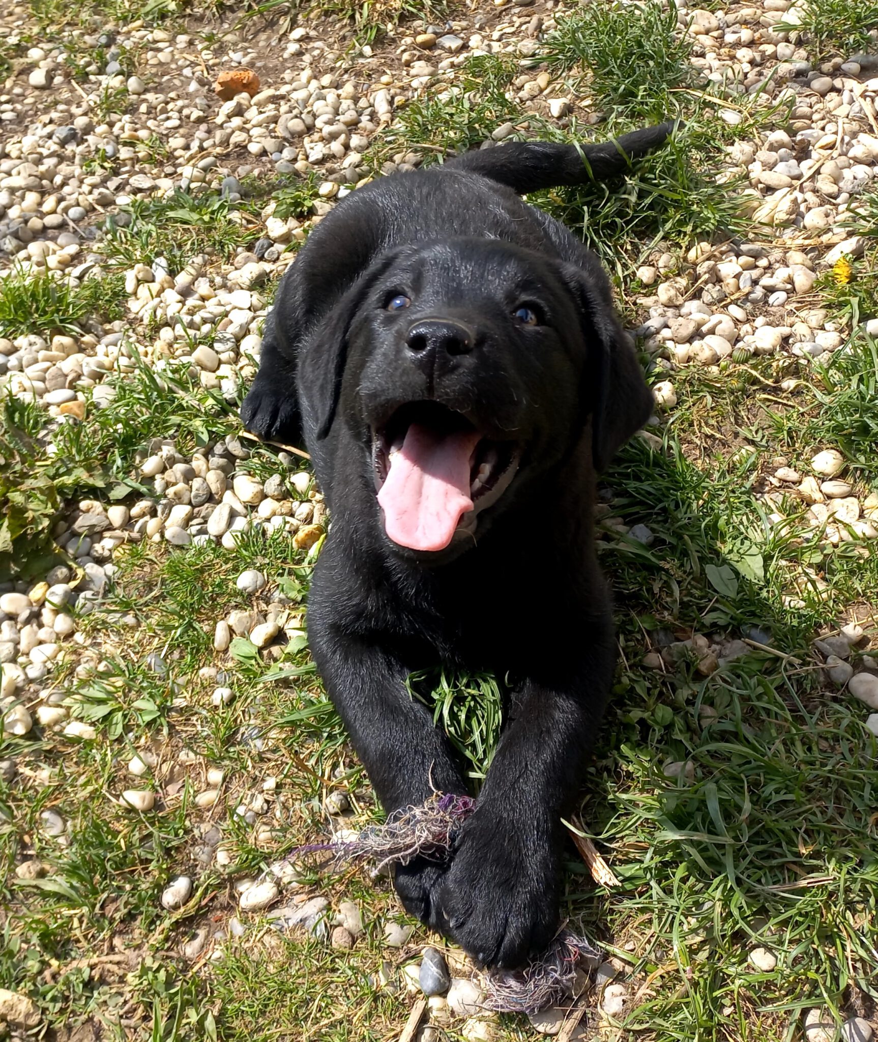 LabradorWelpenstube LabradorRetrieverZucht