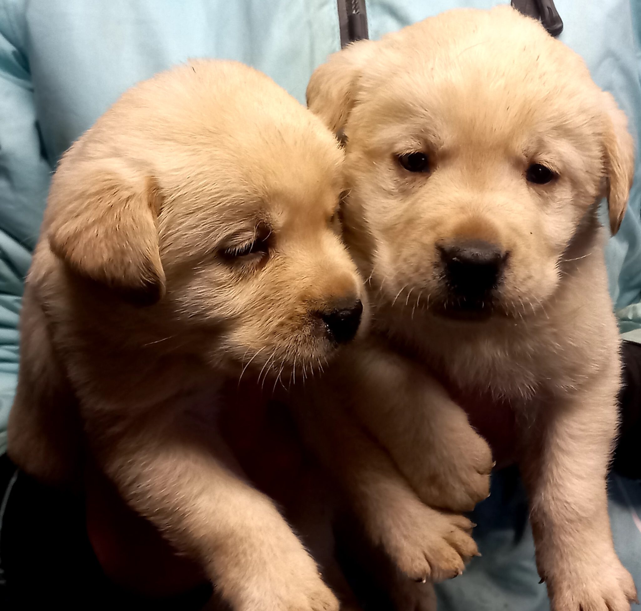 LabradorRetrieverZucht Der Familie Gruber aus Unterholzen