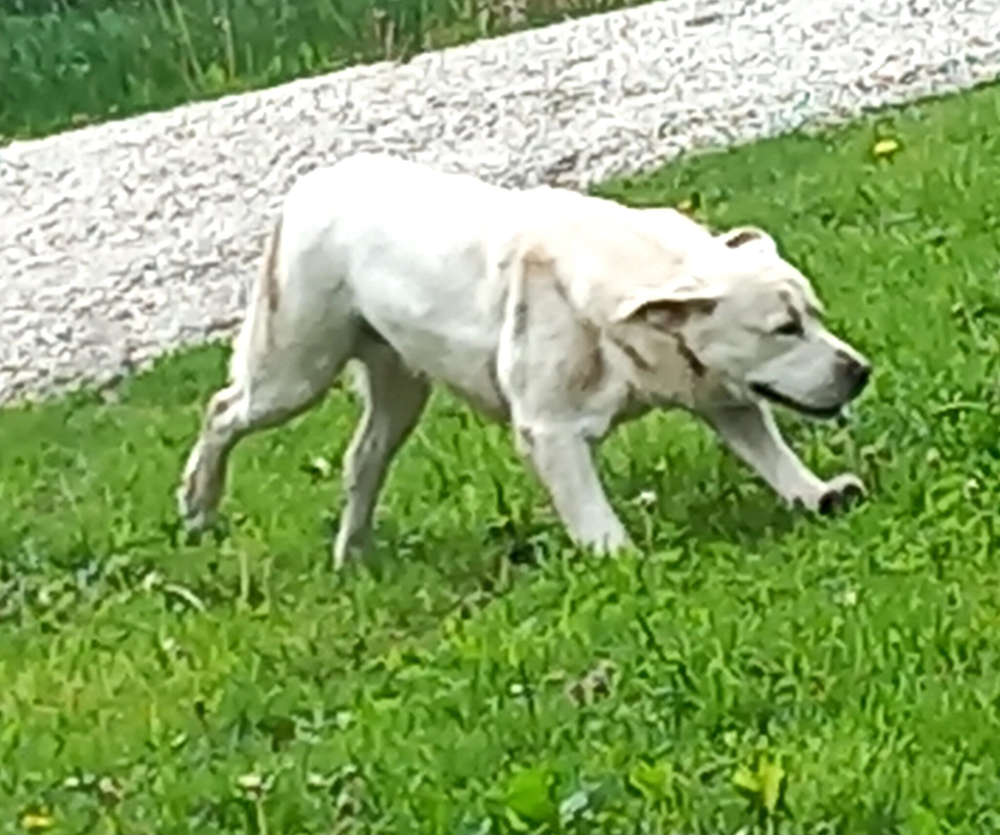 LabradorRetrieverZucht Der Familie Gruber aus Unterholzen