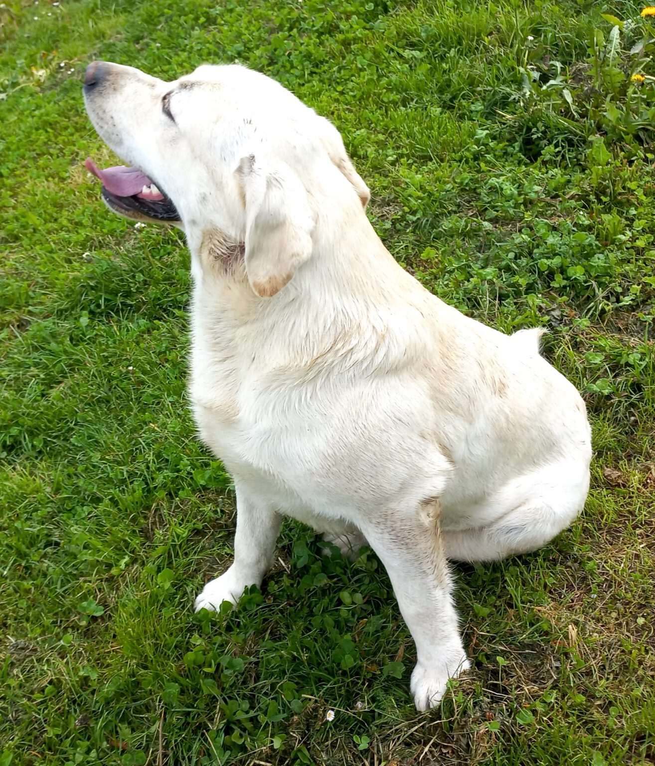 LabradorRetrieverZucht Der Familie Gruber aus Unterholzen