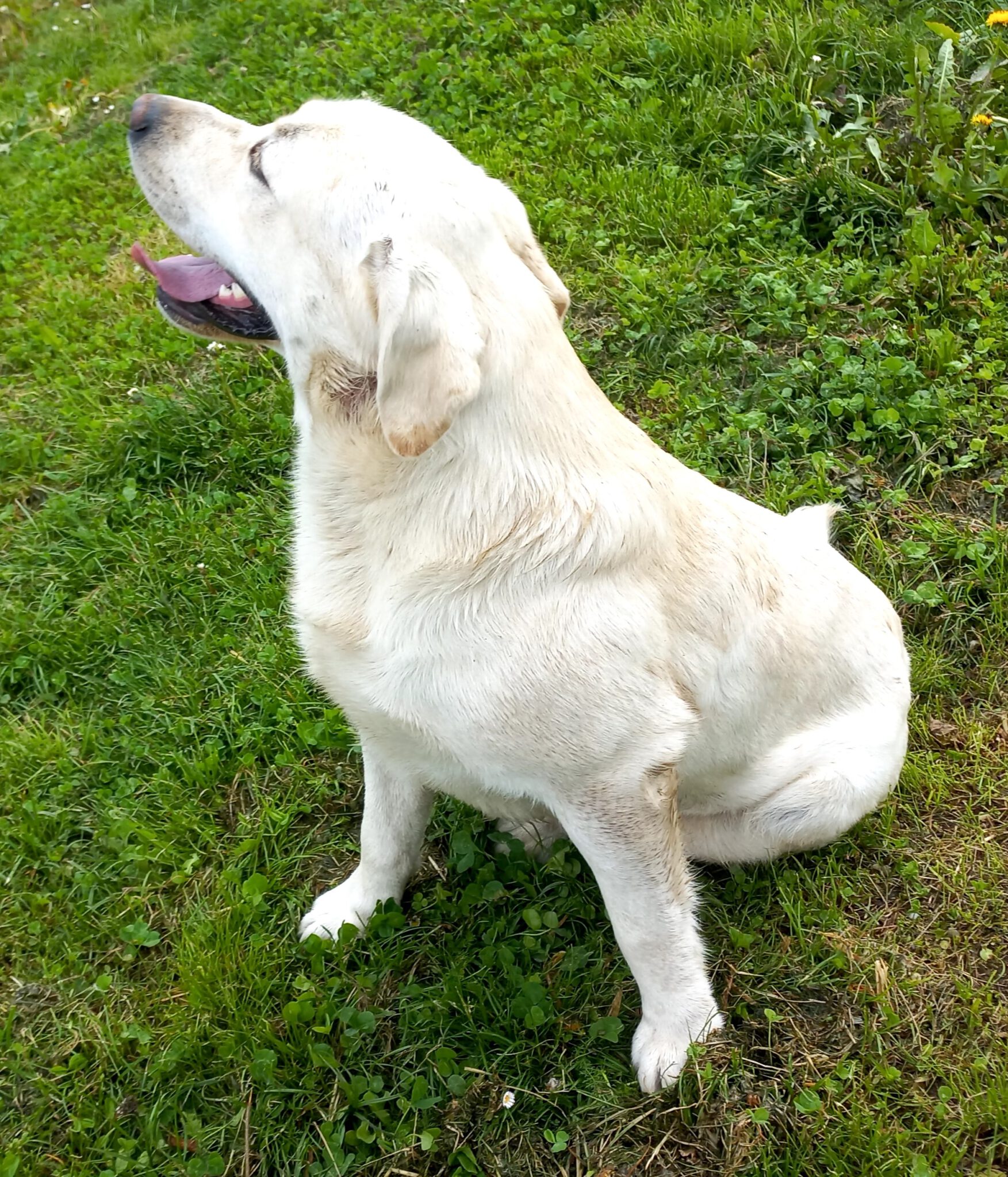 LabradorRetrieverZucht Der Familie Gruber aus Unterholzen